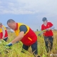 农户受伤无力收割，志愿者田间抢收！